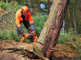 Best Tree Disease Treatment  in Kodi, AK