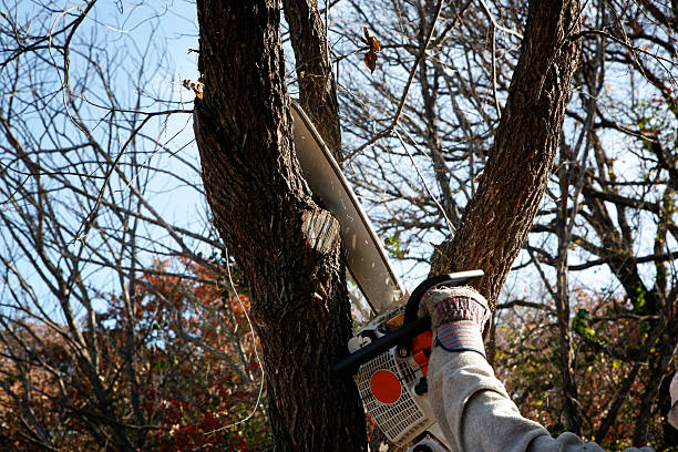 Best Tree Maintenance Programs  in Kodi, AK